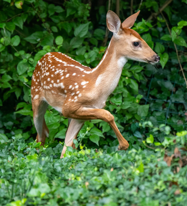 Venado en bosque